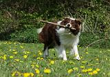 BORDER COLLIE 903